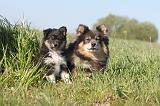 CHIEN FINNOIS DE LAPONIE 002
